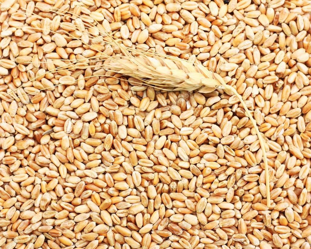 В России появился новый ГОСТ на пшеницу