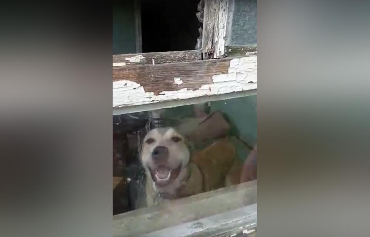 В Тверской области хозяин оставил собаку в запертом доме на два месяца - новости Афанасий