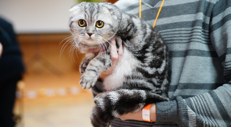 Более ста участников со всей России съехались в Тверь на выставку кошек / ФОТО