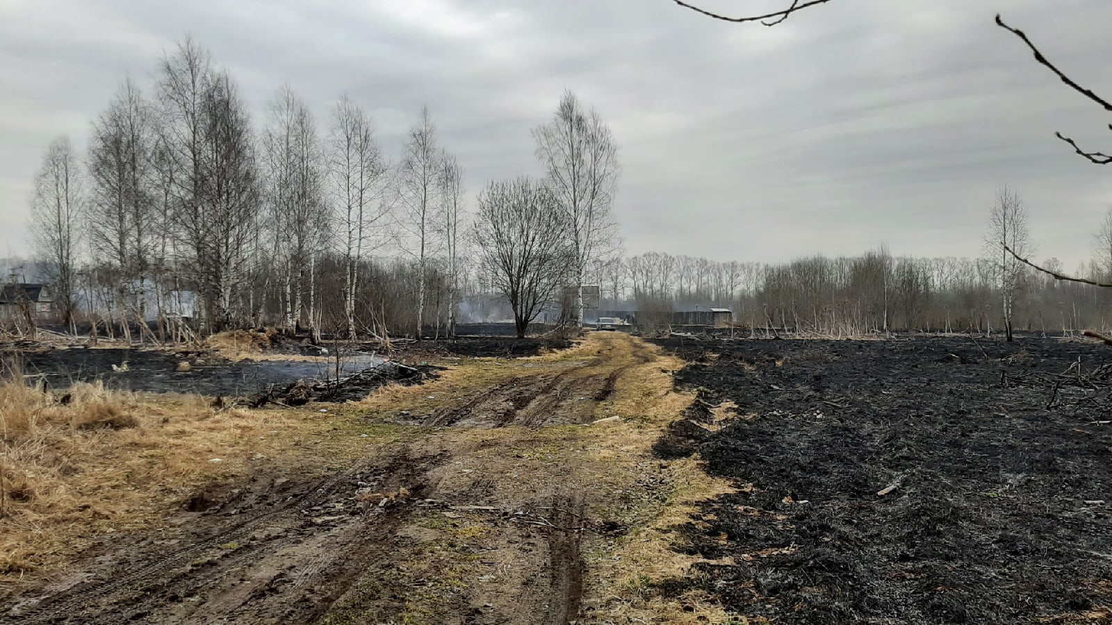 В Тверской области из-за пала травы сгорели несколько дачных построек