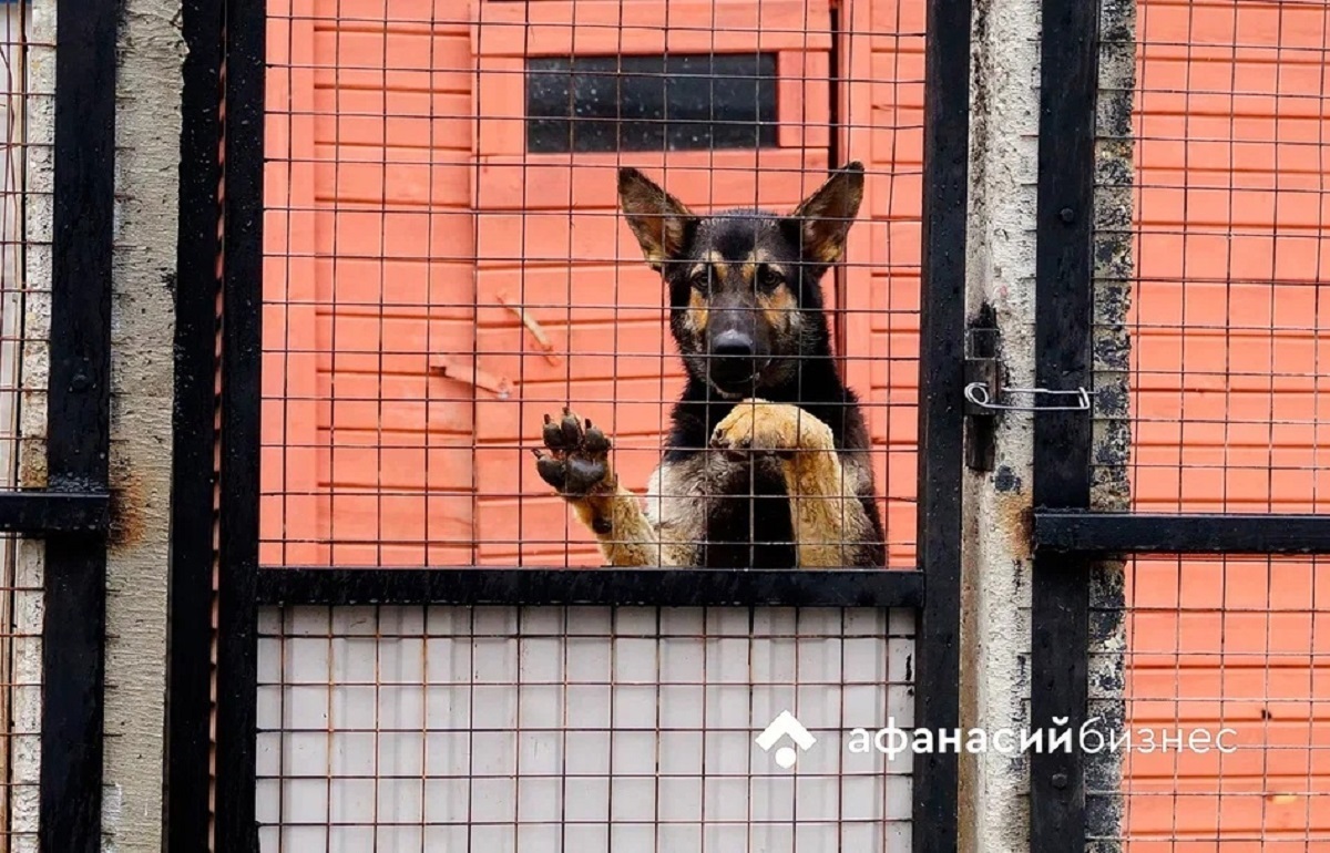 Жительница Ржева пыталась зарезать своего приятеля