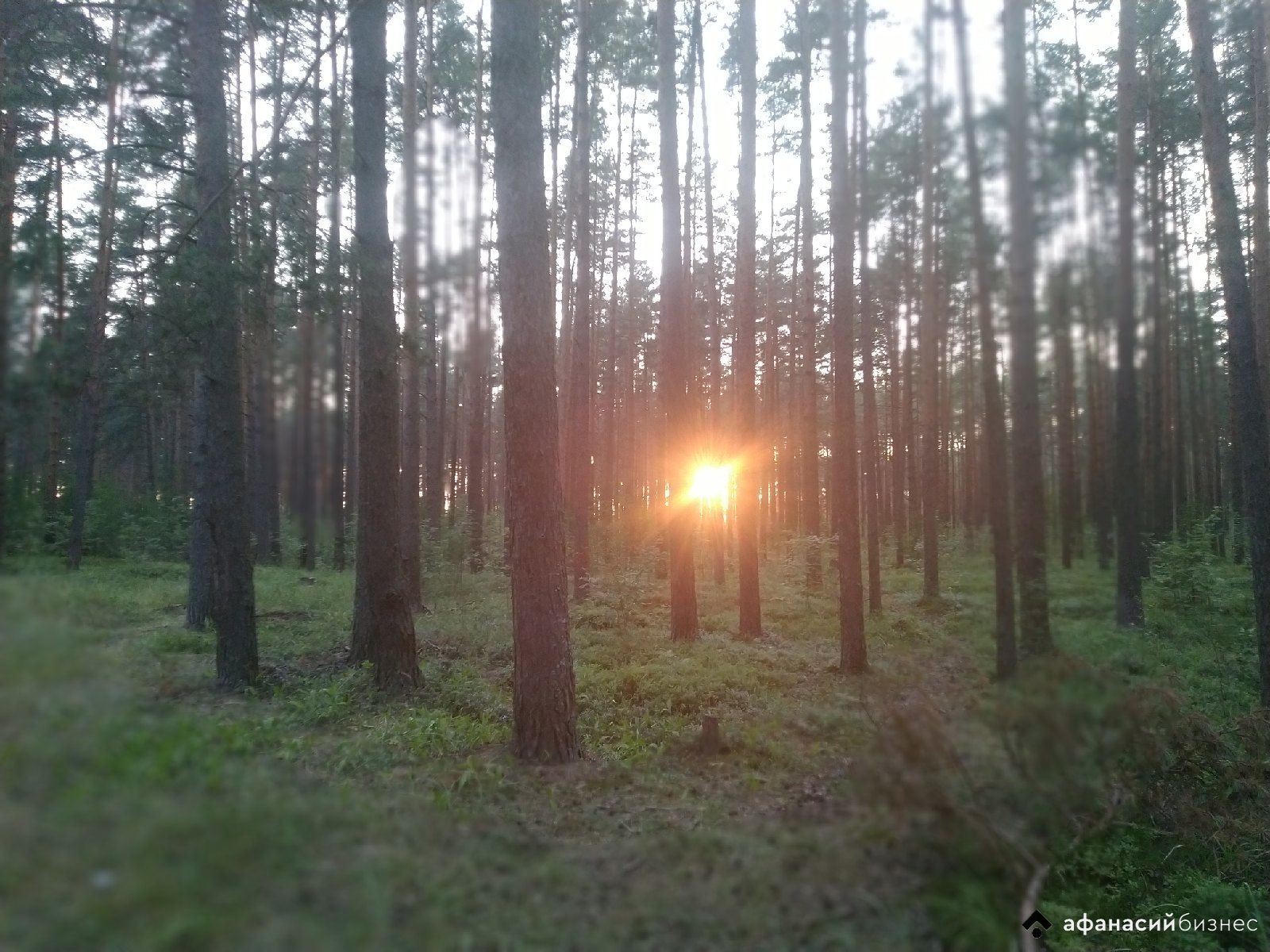 Лесной фонд Тверской области увеличился ещё на 2100 га