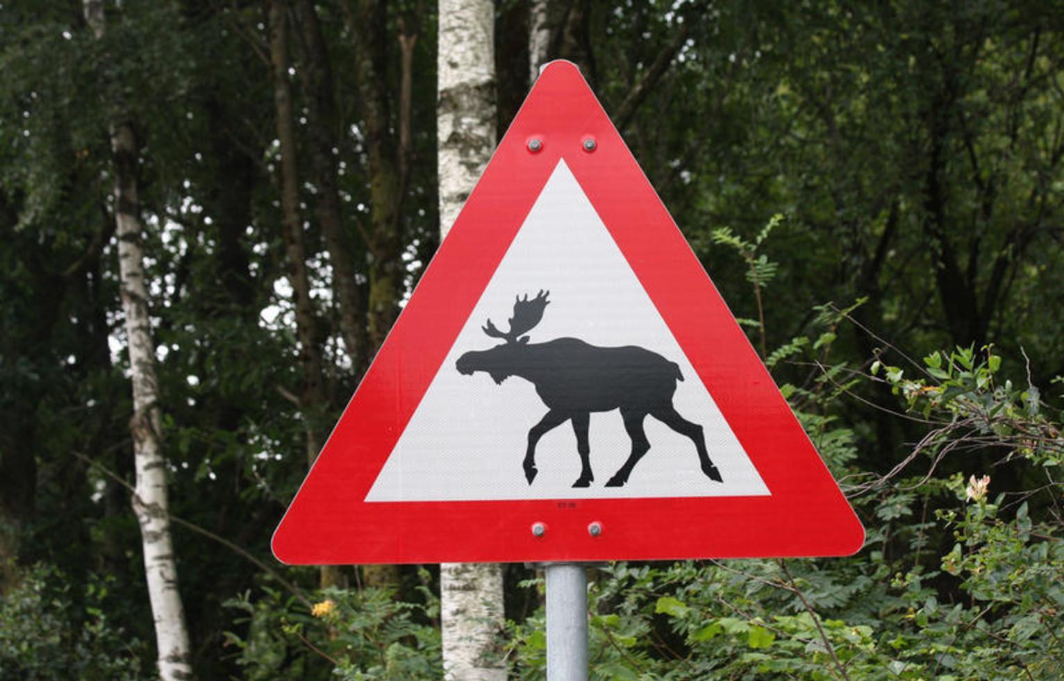 Дорожный знак олень. Дорожный знак Лось. Знак Дикие животные. Дорожный знак Дикие животные. Знак осторожно лоси.