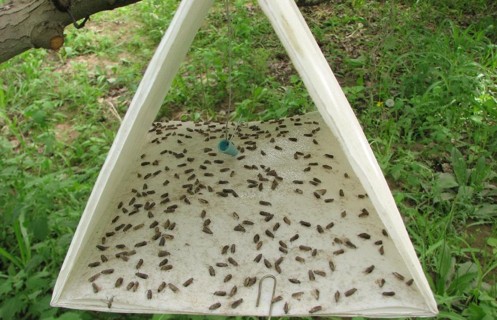 В Тверской области установлено 1 160 ловушек на насекомых-вредителей