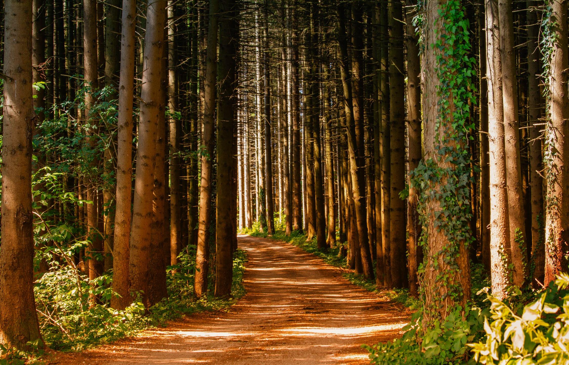 Еще в двух районах Тверской области ограничили посещение лесов - новости Афанасий