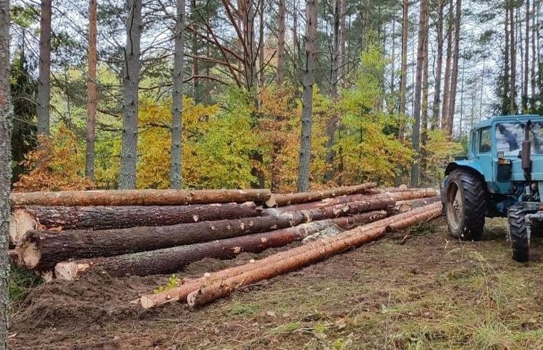 В Бологовском районе вырубают лес - новости Афанасий