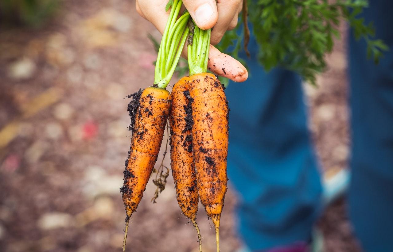 Морковь и картошка в Тверской области за неделю «набрали» в цене более 15%