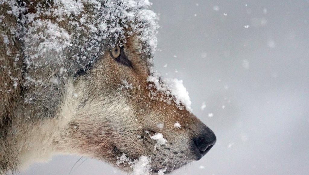 В Тверской области снижают численность волков