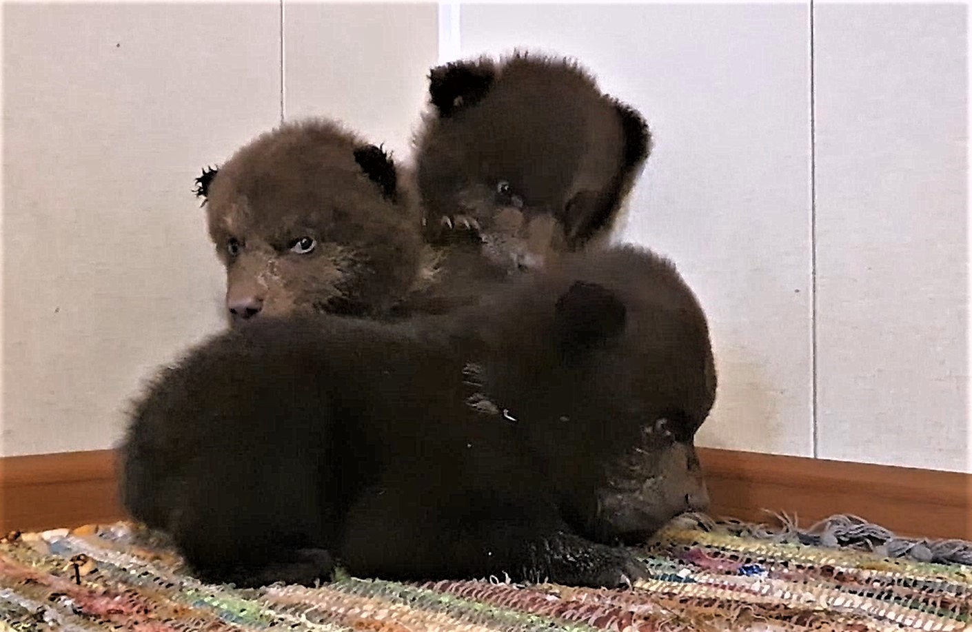 Центр спасения медвежат-сирот в Тверской области