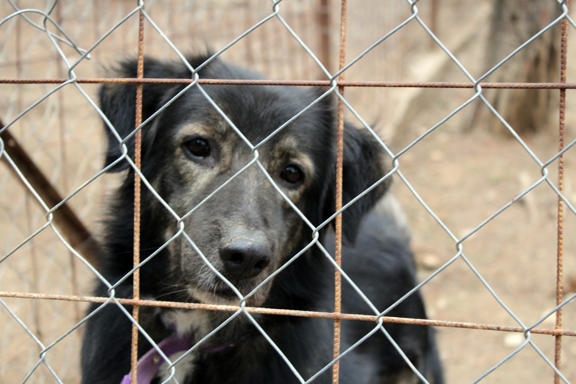 В Тверской области собирают пожертвования для приюта с 500 собаками