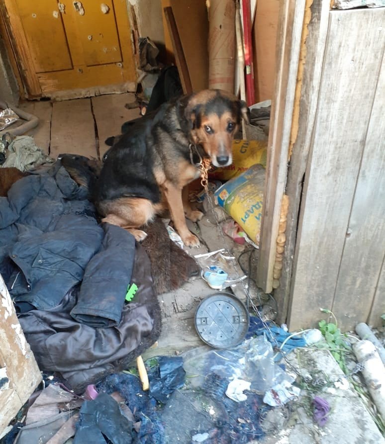 В Ржеве Тверской области семья бросила собаку на цепи в пустом доме