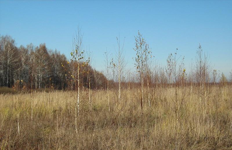 Больше 100 гектаров в Сонковском районе заросли лесом