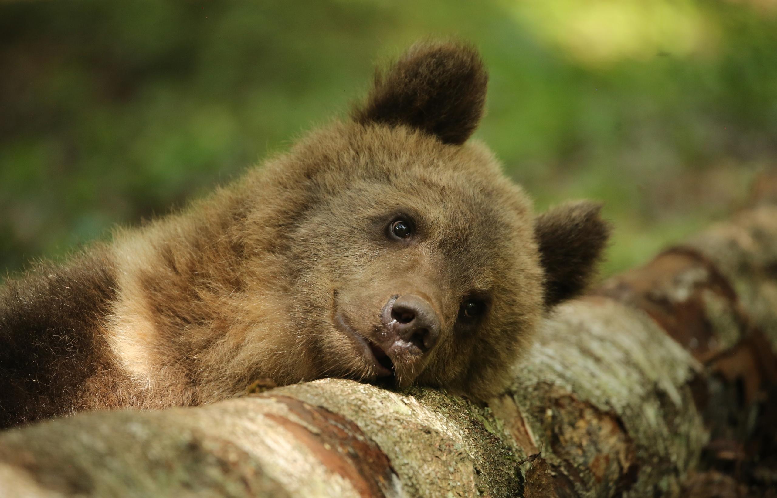 В Торопецком районе Центр спасения медвежат сирот получит нового косолапого постояльца
