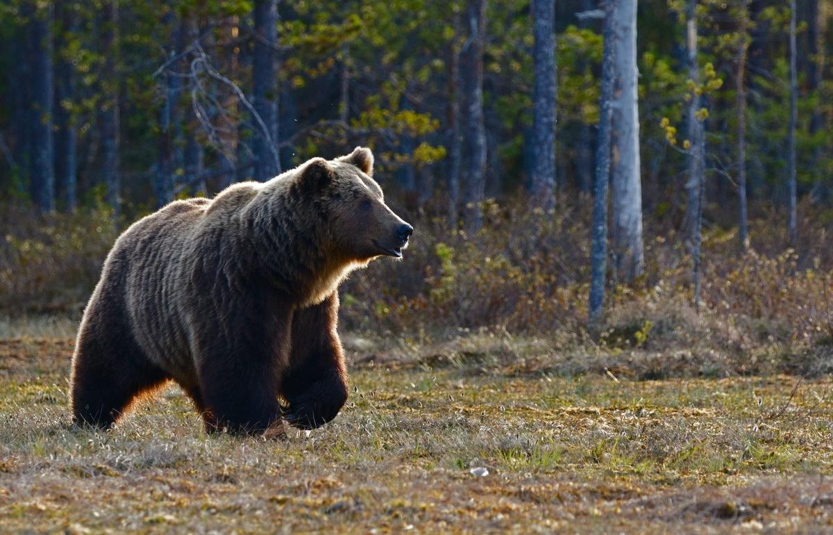 Медведь пугает жителей и разоряет пасеки в Максатихинском районе Тверской области - новости Афанасий