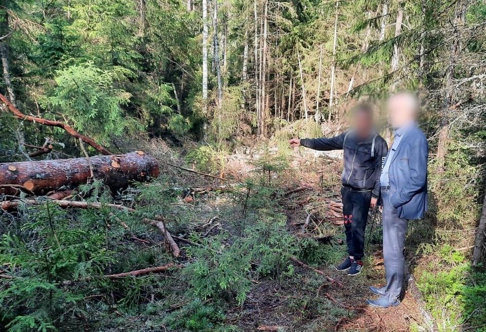 Тюремный срок грозит лесорубу, спилившему два десятка деревьев в Тверской области