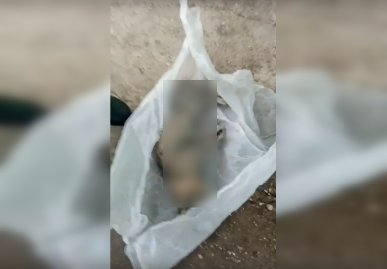 В Тверской области пенсионерку оштрафовали на 7 тысяч рублей за убийство кота