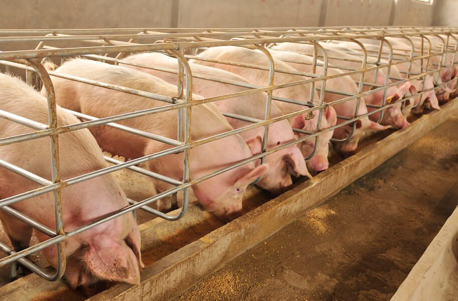 В Тверской области построят новую свиноферму на 22 тысячи голов