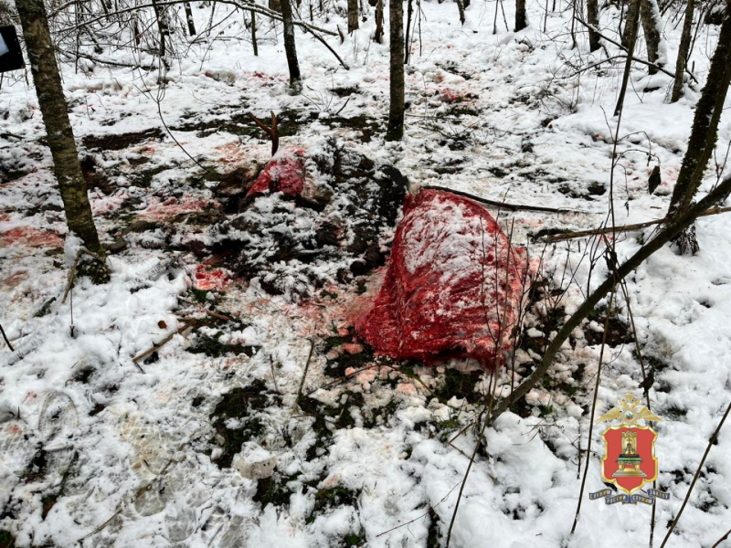 В Селижаровском районе задержали браконьера