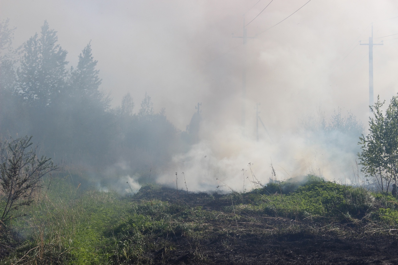 В Тверской области тушили горевшую лесную подстилку - новости Афанасий