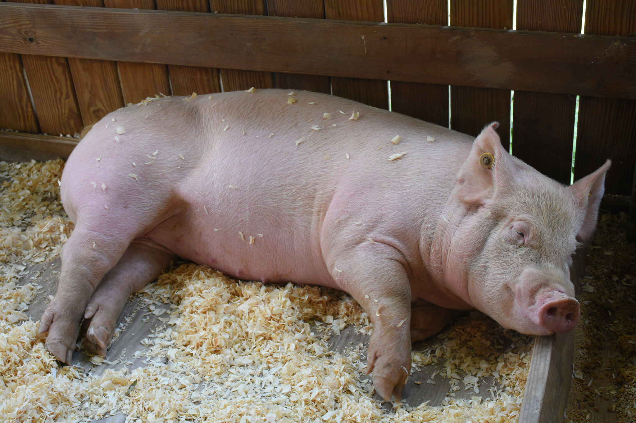 Свинья домашняя виды. Уржумская порода свиней. Литовская белая порода свиней. Ландрас белый поросята. Крупная белая порода свиней хряк.
