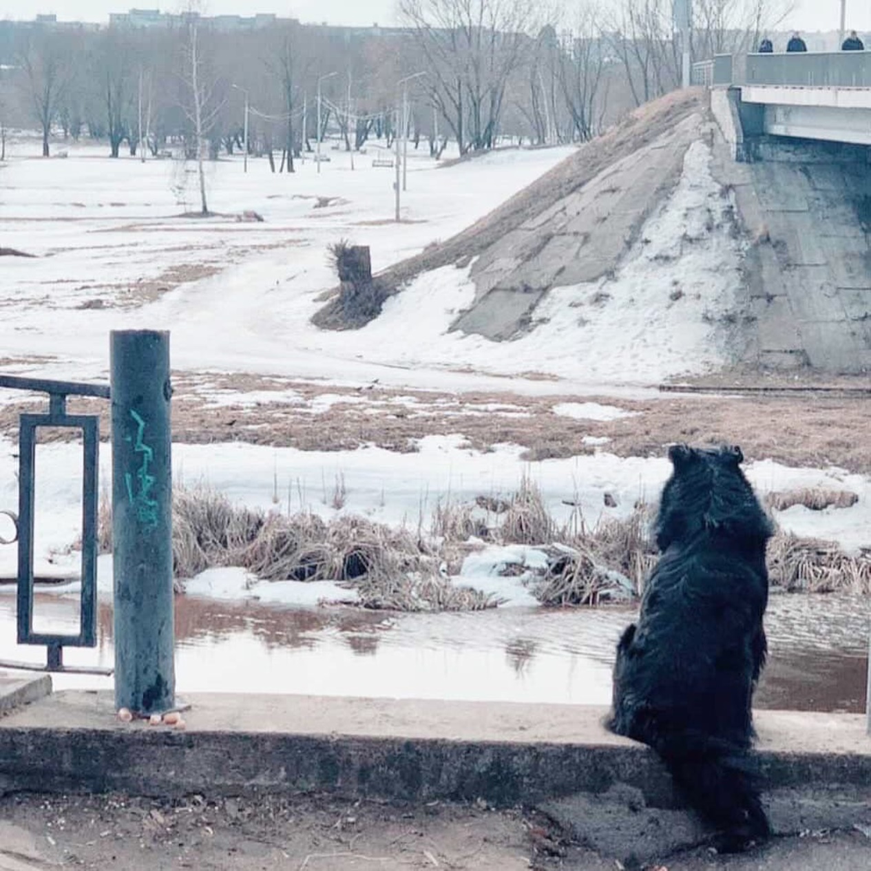 Как Хатико. Пятый день пес ждет свою погибшую подругу у моста в Твери