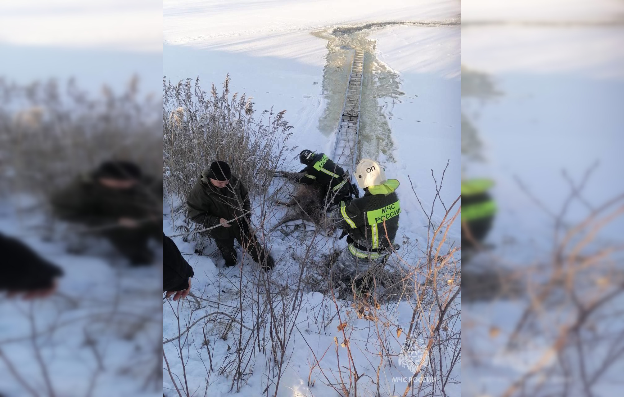В Тверской области спасли провалившегося под лед оленя 