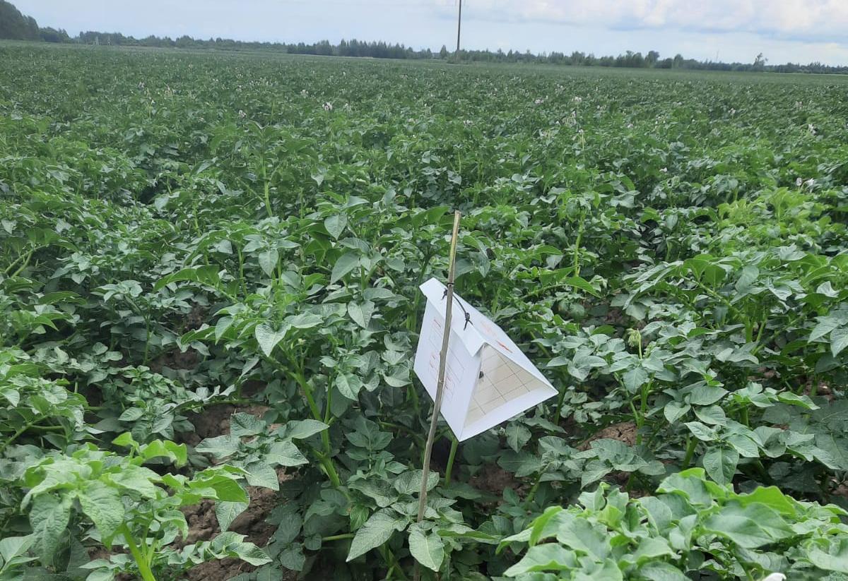 В Ростовском районе Ярославской области проверены поля картофеля и кукурузы с помощью феромонных ловушек