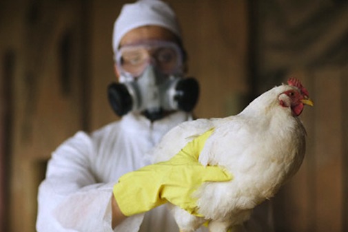 Птичий грипп зарегистрирован в одном из регионов России