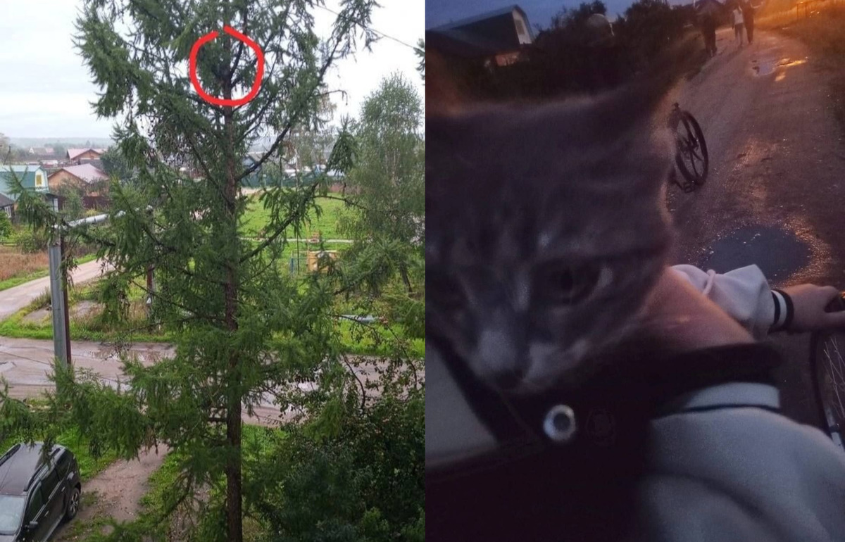 Под Лихославлем сотрудники МЧС спасли просидевшего четыре дня на дереве котенка