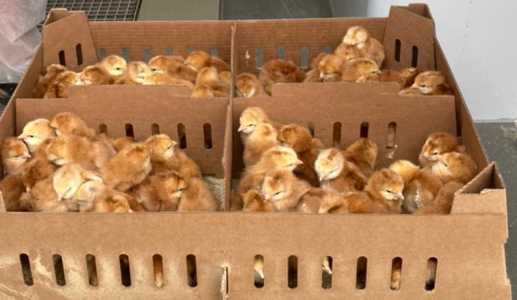 Контроль ввоза и ветеринарное оформление более 17 тыс. цыплят из Чехии проведены Управлением Россельхознадзора