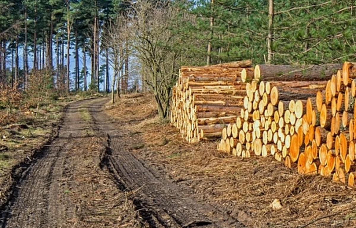 Макушка дерева упала на рабочего во время лесозаготовки в Тверской области - новости Афанасий