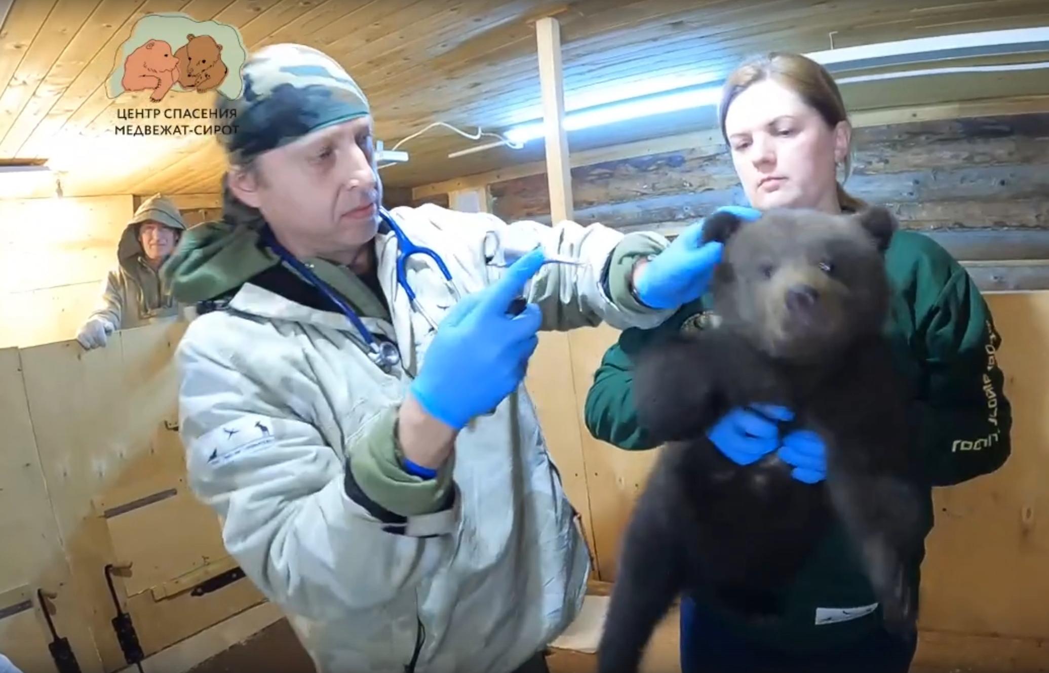 В Тверской области в Центре спасения медвежат-сирот косолапым провели медосмотр