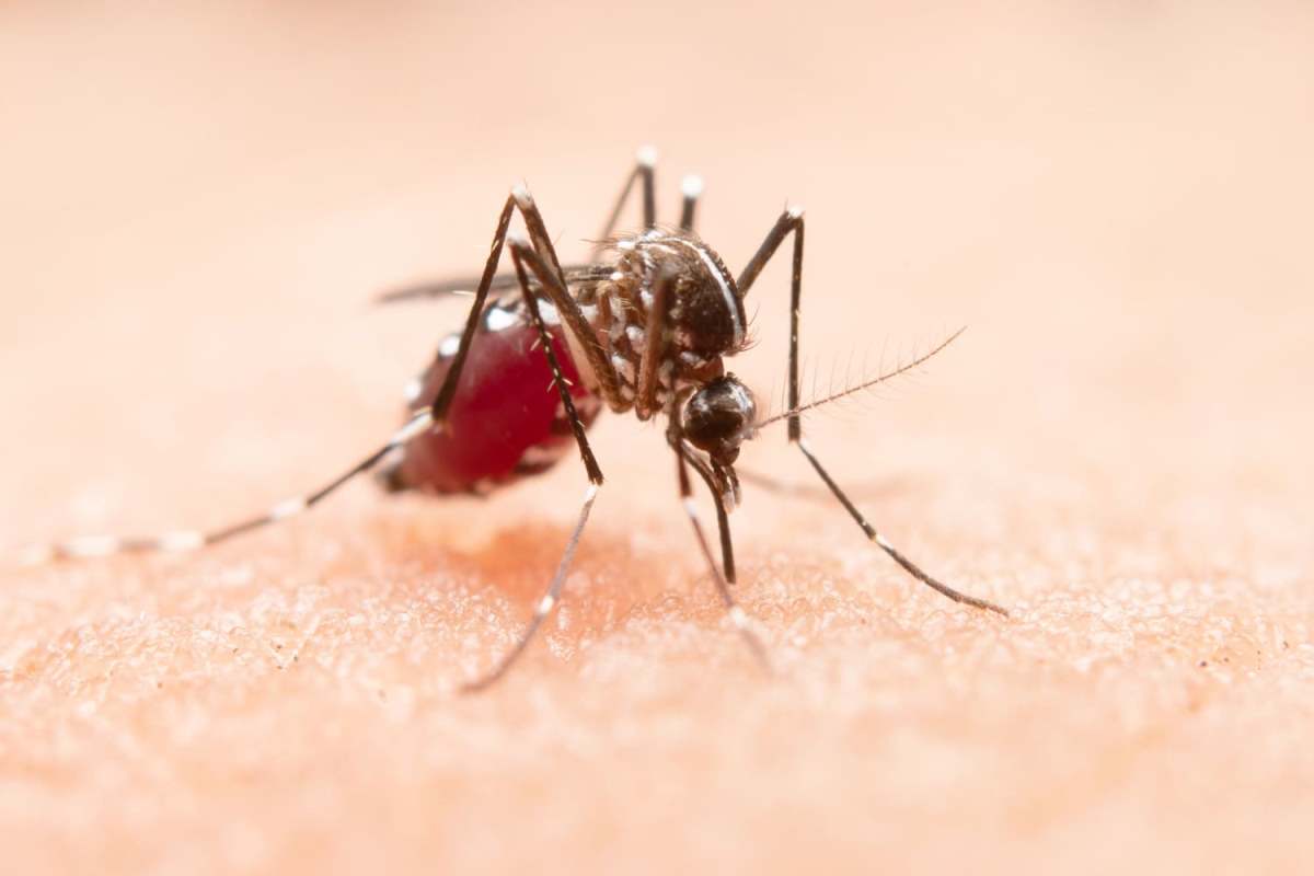 Что отпугивает комаров, рассказывают эксперты