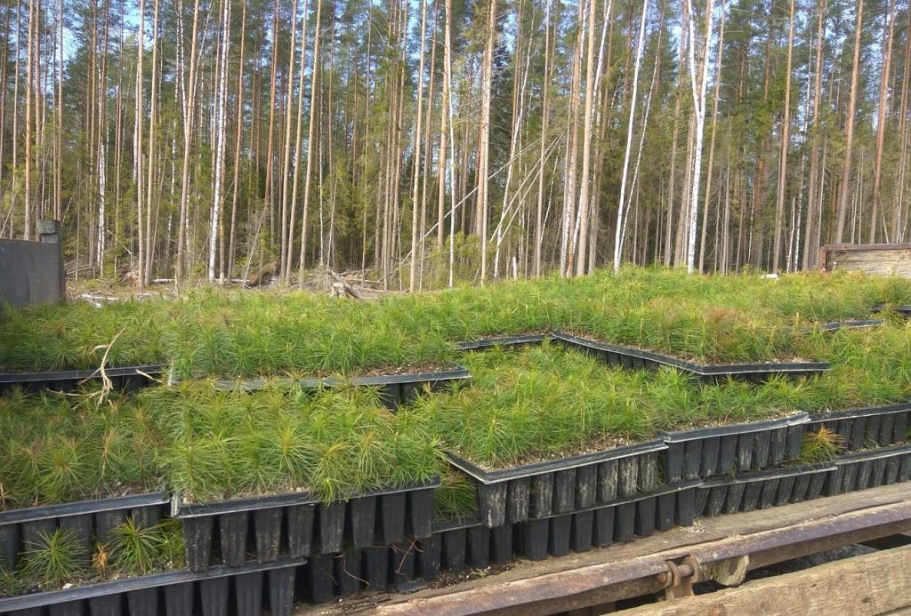 В Тверской области высадят 1,5 млн деревьев 