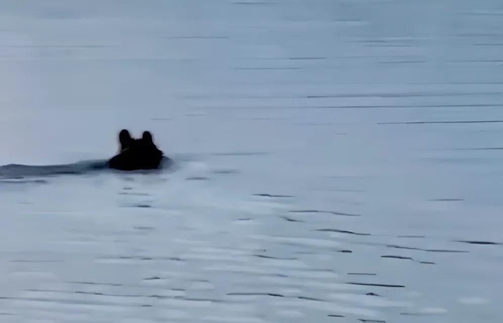 Под Конаково в Тверской области в реке купался медведь