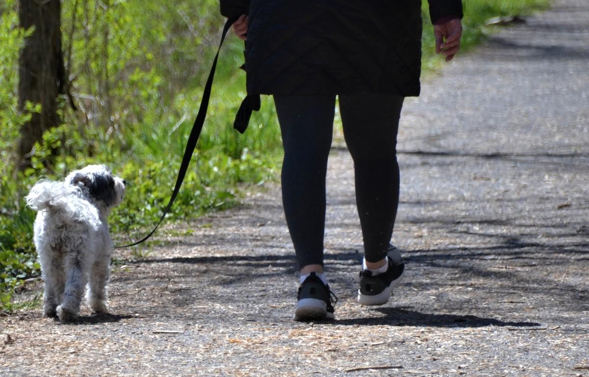 В Твери у пенсионерки стащили сумку, пока она искала убежавшую собаку - новости Афанасий