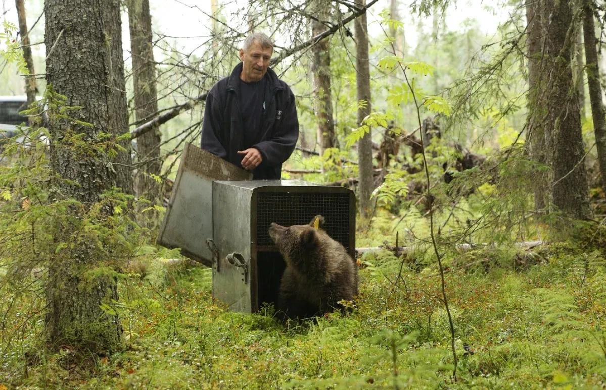 Двух подросших медвежат из Тверской области выпустили в лес - новости Афанасий