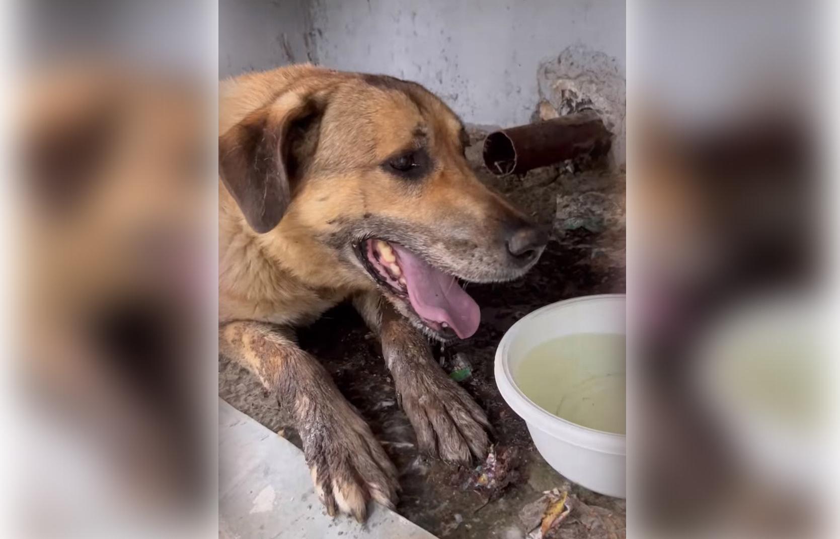 В Лихославле волонтеры спасли от смерти задыхающуюся собаку