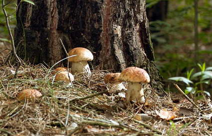 Когда в Центральной России начнется грибной сезон, рассказал эксперт