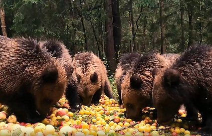 В Центре Пажетновых в Тверской области медвежата набирают к зиме вес, поедая яблоки и сливы - новости Афанасий