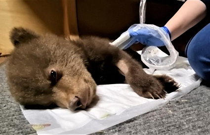 Центр спасения медвежат-сирот в Тверской области в свой день рождения просит помочь Госпиталю дикой природы - новости Афанасий