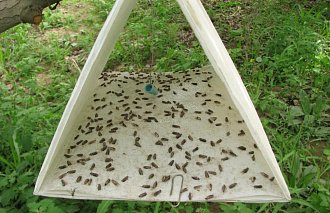 В Тверской области установлено 1 160 ловушек на насекомых-вредителей - новости Афанасий