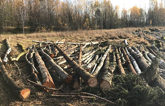 В Бологовском продолжают вырубать лес  - новости Афанасий