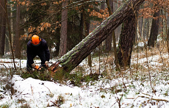 Житель Сонково получил условный срок за вырубку леса на 700 тысяч рублей - новости Афанасий