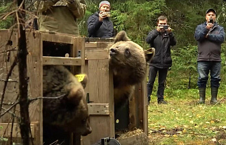 14 медвежат из Центра Пажетновых в Тверской области, спасенные в этом году, вернулись в природу - новости Афанасий