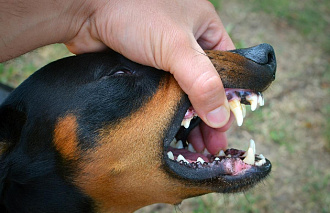 Жители Твери могут обратиться по поводу отлова бродячих псов в «Горветполиклинику» - новости Афанасий