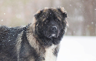В России предлагают ввести штрафы для хозяев опасных собак - новости Афанасий