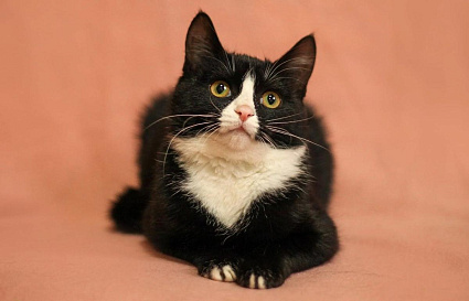Зоозащитники насчитали в Твери 3200 бездомных кошек, больше всего – черно-белых и «шпротных» - новости Афанасий