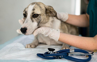 В Торжке введен карантин по бешенству из-за заболевшей собаки - новости Афанасий