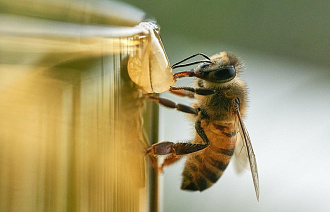 У пчел с пасеки в Рамешковском районе нашли опасную болезнь - новости Афанасий
